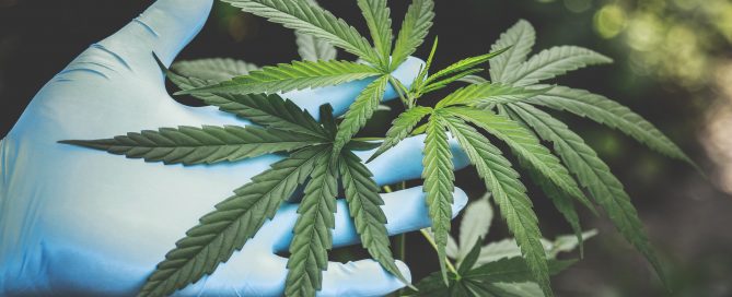 marijuana
