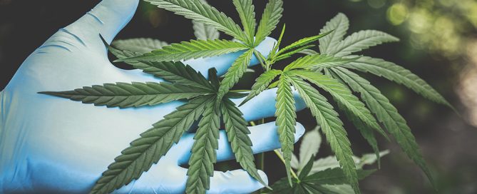 marijuana