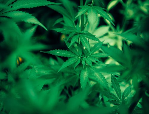 Interesting Facts You May Not Know About Marijuana