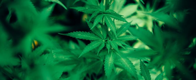 marijuana